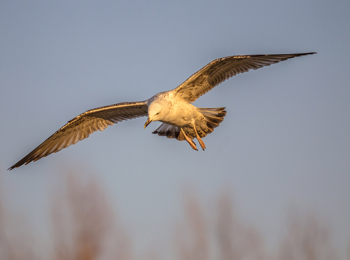 Sustainable Architecture: How to Help Prevent Bird Strikes | Kalwall